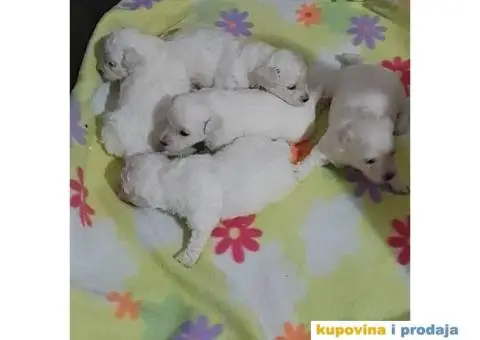 KOVRDZAVI BISON prelepi stenci - 1/6