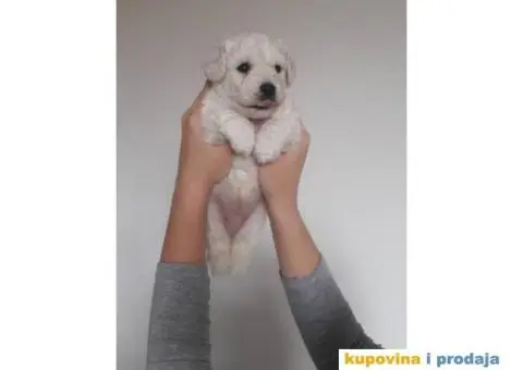 KOVRDZAVI BISON prelepi stenci - 2/6