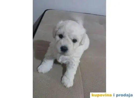 KOVRDZAVI BISON prelepi stenci - 3/6