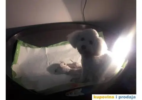 KOVRDZAVI BISON prelepi stenci - 4/6