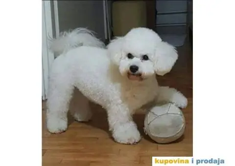 KOVRDZAVI BISON prelepi stenci - 5/6