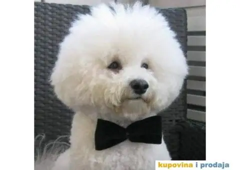 KOVRDZAVI BISON prelepi stenci - 6/6