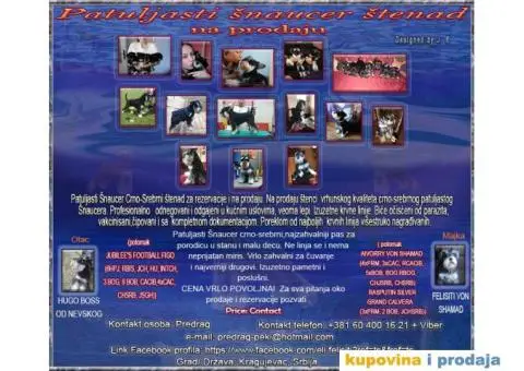 Patuljasti Šnaucer štenad na prodaju - 1/13