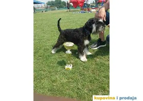 Patuljasti Šnaucer štenad na prodaju - 2/13