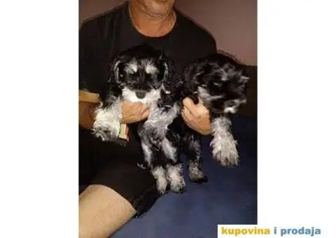 Patuljasti Šnaucer štenad na prodaju - 3/13