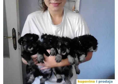 Patuljasti Šnaucer štenad na prodaju - 4/13