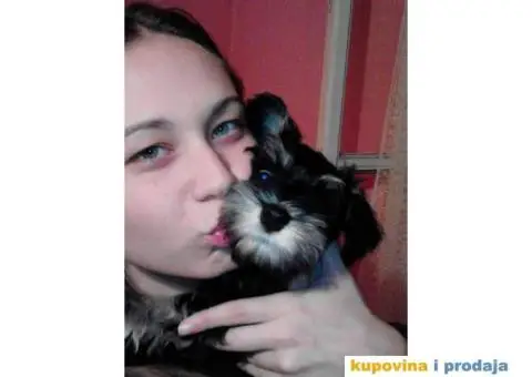 Patuljasti Šnaucer štenad na prodaju - 5/13