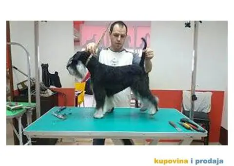 Patuljasti Šnaucer štenad na prodaju - 7/13