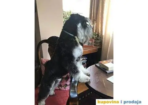 Patuljasti Šnaucer štenad na prodaju - 8/13