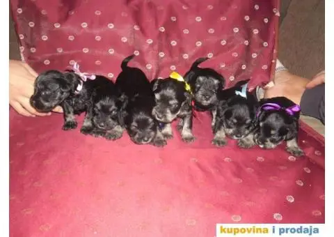 Patuljasti Šnaucer štenad na prodaju - 9/13