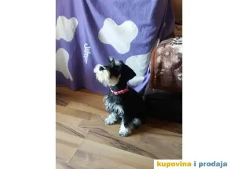 Patuljasti Šnaucer štenad na prodaju - 10/13