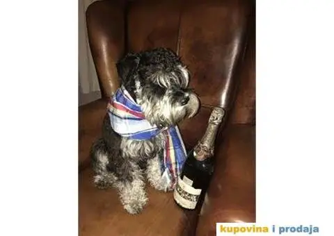 Patuljasti Šnaucer štenad na prodaju - 11/13