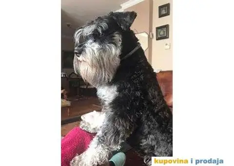 Patuljasti Šnaucer štenad na prodaju - 12/13