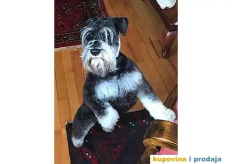Patuljasti Šnaucer štenad na prodaju - 13/13