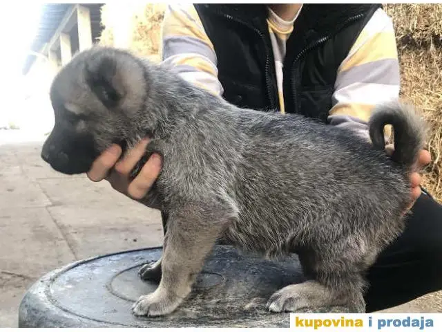 TURSKI KANGAL - zenska stenad - 1