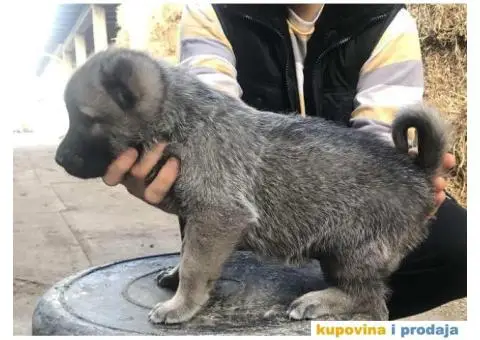 TURSKI KANGAL - zenska stenad - 1/9