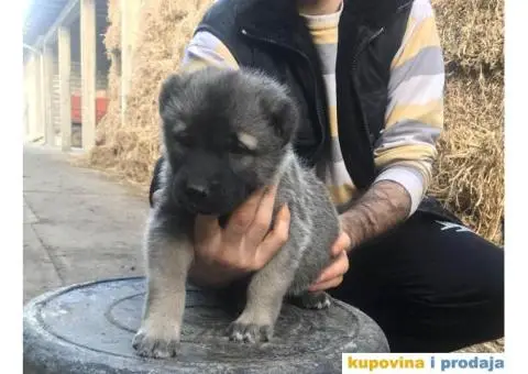 TURSKI KANGAL - zenska stenad - 2/9