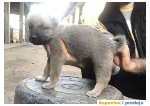 TURSKI KANGAL - zenska stenad - 3/9