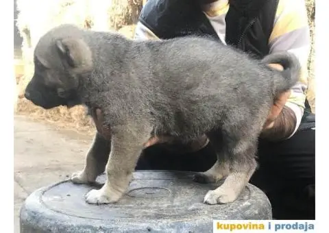 TURSKI KANGAL - zenska stenad - 4/9