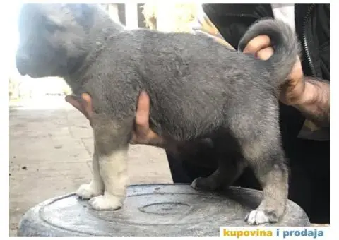 TURSKI KANGAL - zenska stenad - 5/9