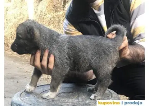 TURSKI KANGAL - zenska stenad - 6/9