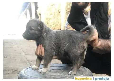 TURSKI KANGAL - zenska stenad - 7/9