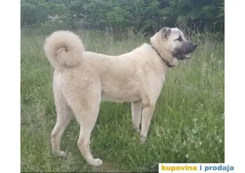 TURSKI KANGAL - zenska stenad - 8/9