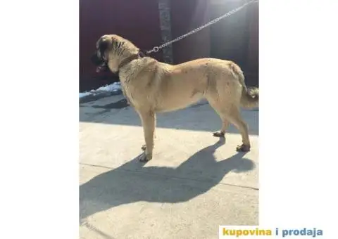 TURSKI KANGAL - zenska stenad - 9/9