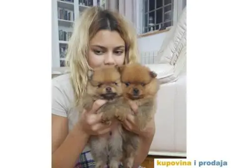 Minijaturni POMERANCI BOO - vrhunskog kvaliteta - 1/10