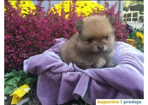 Minijaturni POMERANCI BOO - vrhunskog kvaliteta - 2/10