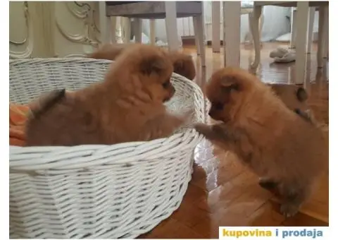 Minijaturni POMERANCI BOO - vrhunskog kvaliteta - 3/10