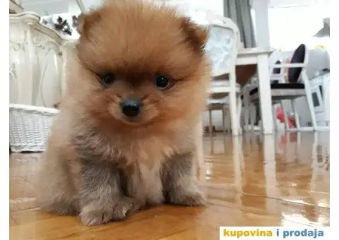 Minijaturni POMERANCI BOO - vrhunskog kvaliteta - 4/10