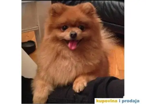 Minijaturni POMERANCI BOO - vrhunskog kvaliteta - 6/10