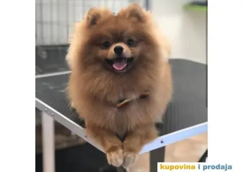 Minijaturni POMERANCI BOO - vrhunskog kvaliteta - 7/10
