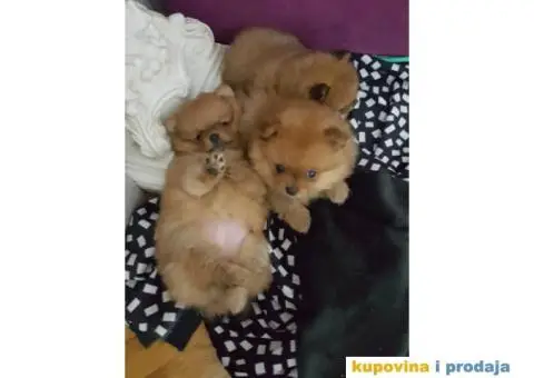 Minijaturni POMERANCI BOO - vrhunskog kvaliteta - 8/10