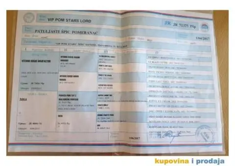 Minijaturni POMERANCI BOO - vrhunskog kvaliteta - 9/10