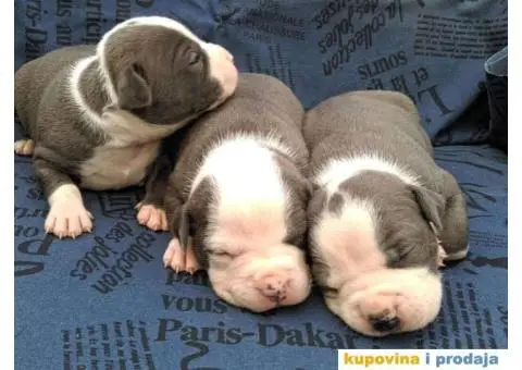 Plavi stenci AMERICKOG STAFORDSKOG TERIJERA - 1/6