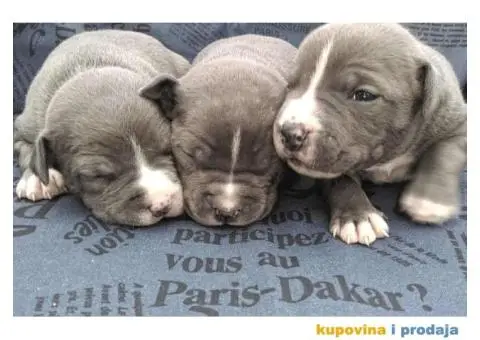 Plavi stenci AMERICKOG STAFORDSKOG TERIJERA - 2/6