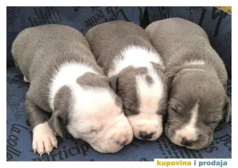 Plavi stenci AMERICKOG STAFORDSKOG TERIJERA - 3/6