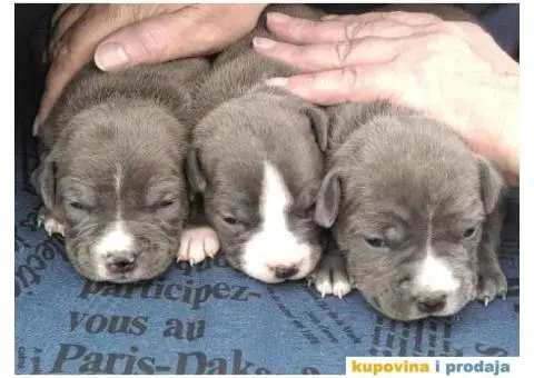 Plavi stenci AMERICKOG STAFORDSKOG TERIJERA - 4/6