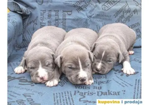 Plavi stenci AMERICKOG STAFORDSKOG TERIJERA - 5/6