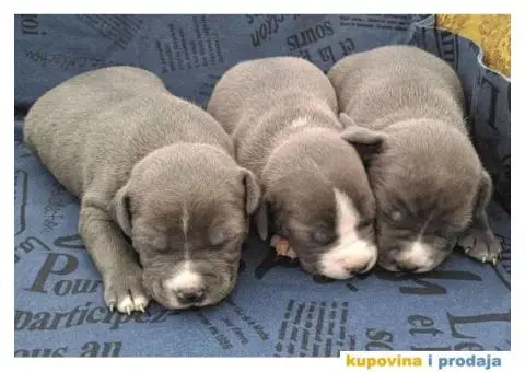 Plavi stenci AMERICKOG STAFORDSKOG TERIJERA - 6/6