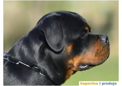 ROTVAJLER - muzjak slobodan za parenje - 1/8