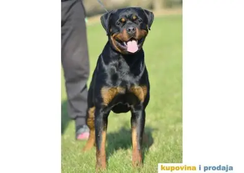 ROTVAJLER - muzjak slobodan za parenje - 3/8