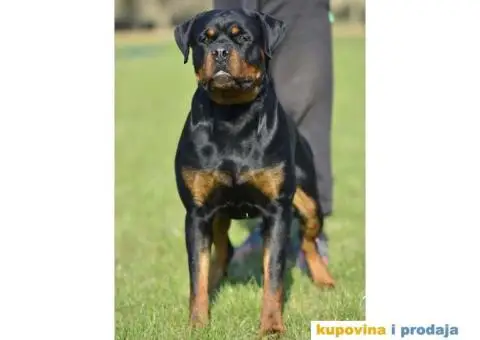 ROTVAJLER - muzjak slobodan za parenje - 4/8