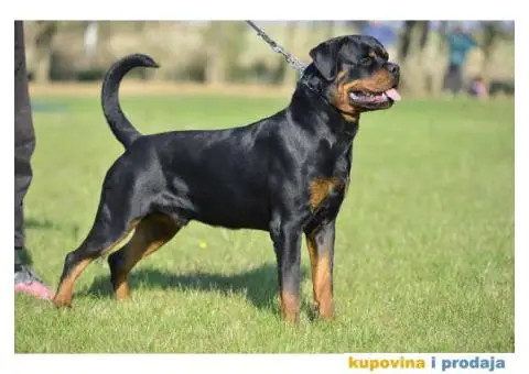 ROTVAJLER - muzjak slobodan za parenje - 5/8