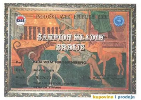 ROTVAJLER - muzjak slobodan za parenje - 6/8