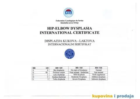 ROTVAJLER - muzjak slobodan za parenje - 7/8