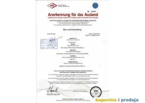 ROTVAJLER - muzjak slobodan za parenje - 8/8