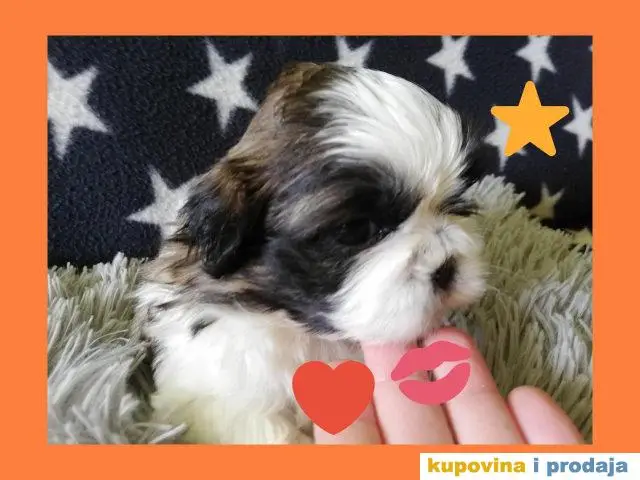 ŠICU (shihtzu) stenci izuzetnog kvaliteta - 1